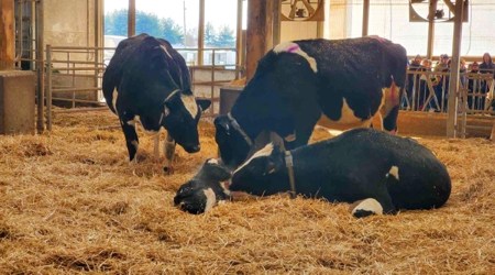 Burps are the top source of methane emissions from cattle.