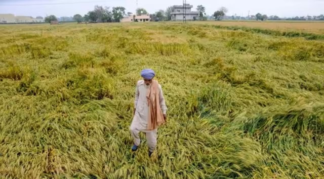 Punjab crop loss, Punjab crop loss compensation, farmers crop loss compensation demand, Punjab govt Rs 186 cr scam, indian express news