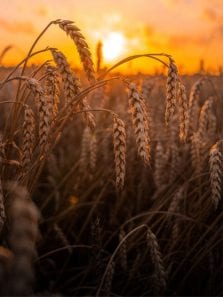 Benefits and drawbacks of a wheat-free diet