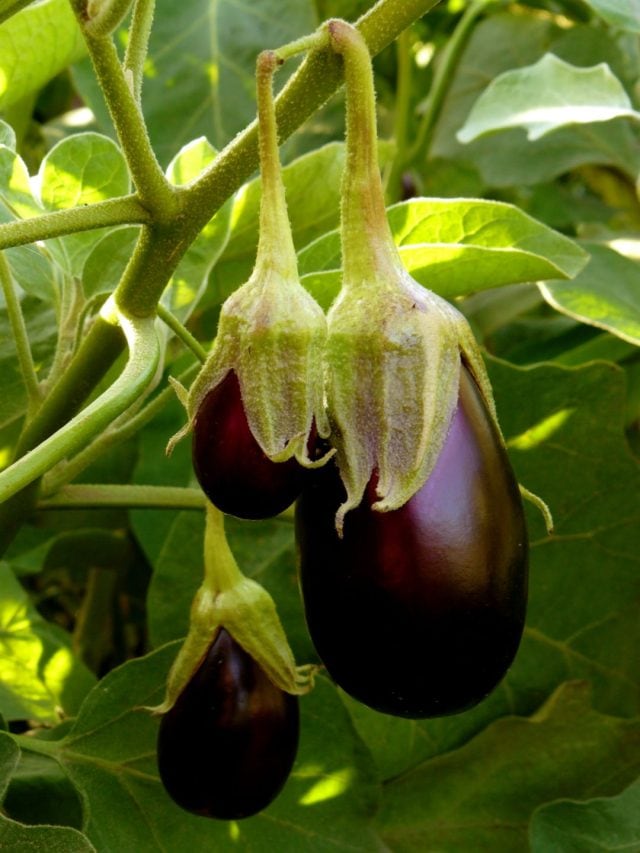 Health Benefits Of Eggplant 