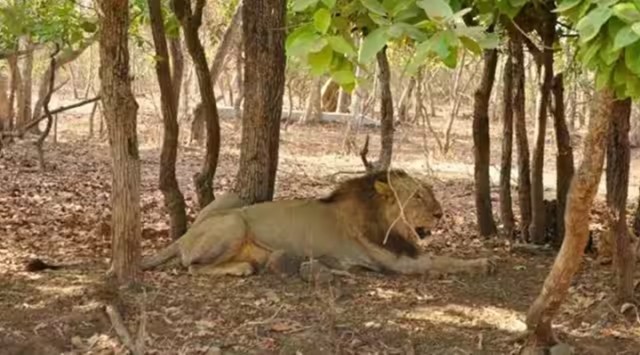 passenger train runs over lion cub, lion cub kills in amreli, goods train mowed down 2 lions, indian express news