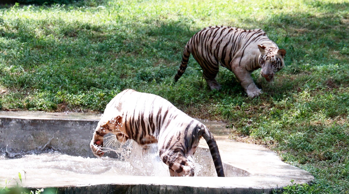 Delhi zoo to celebrate first birthday of white tiger cubs