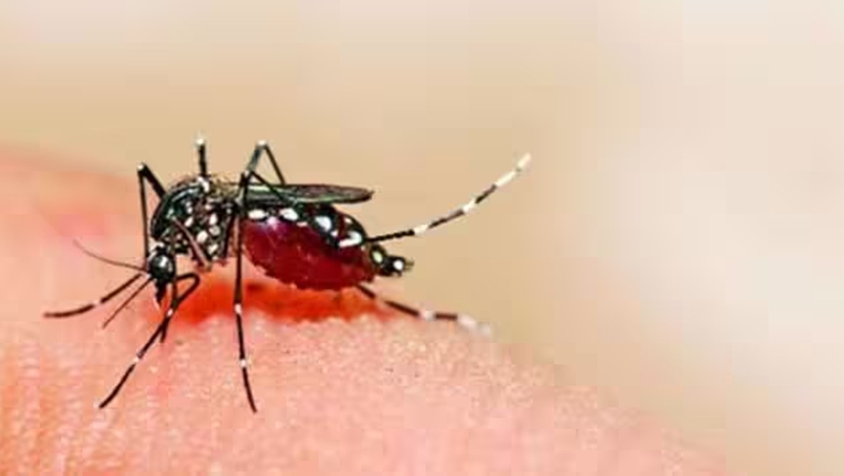 Nearly 1,200 cases State records spurt in dengue infections in July