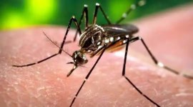 pune, dengue virus, B J government medical college, indian express