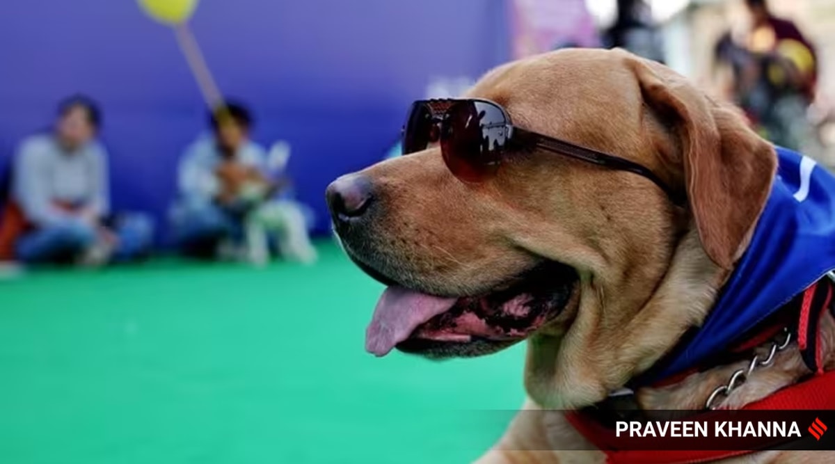 An expert’s top 5 reasons why dogs can be considered exceptional animals