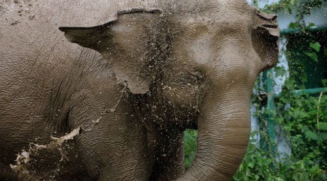elephant