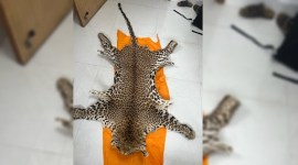 Pune Customs department, illegal wildlife trade, leopard skin smuggling, Customs dept seizes leopard skin, police probe, indian express news