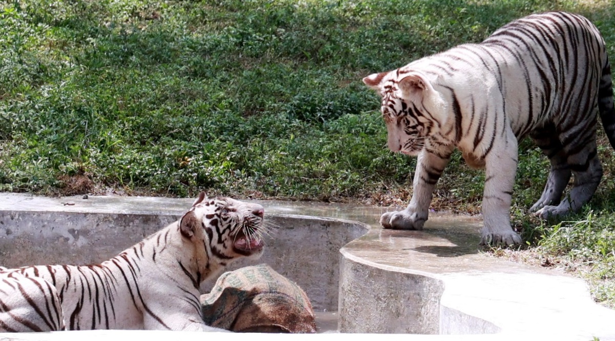 Delhi zoo to celebrate first birthday of white tiger cubs