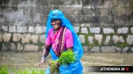 The terrain dominated with paddy fields during monsoon is scenic. (Express photos by Jithendra M.)