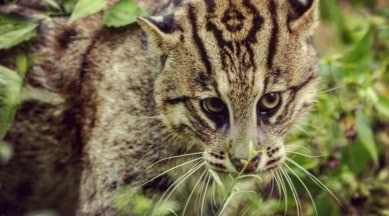 India: stop fishing cat poaching now! - Rainforest Rescue