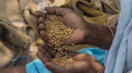 Pradhan Mantri Fasal Bima Yojana, Maharashtra PMFBY scheme registrations, Rs 1 premium for farmers, kharif crops, Deputy CM Devendra Fadnavis, indian express news