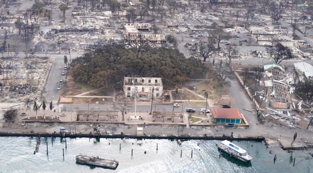 A banyan tree rises among the Wildfire wreckage in Lahaina, Hawaii. For 150 years, the colossal tree shaded community events, including art fairs. Like the town itself, its very survival is now in question, its limbs scorched by a devastating fire that has wiped away generations of history. (AP)