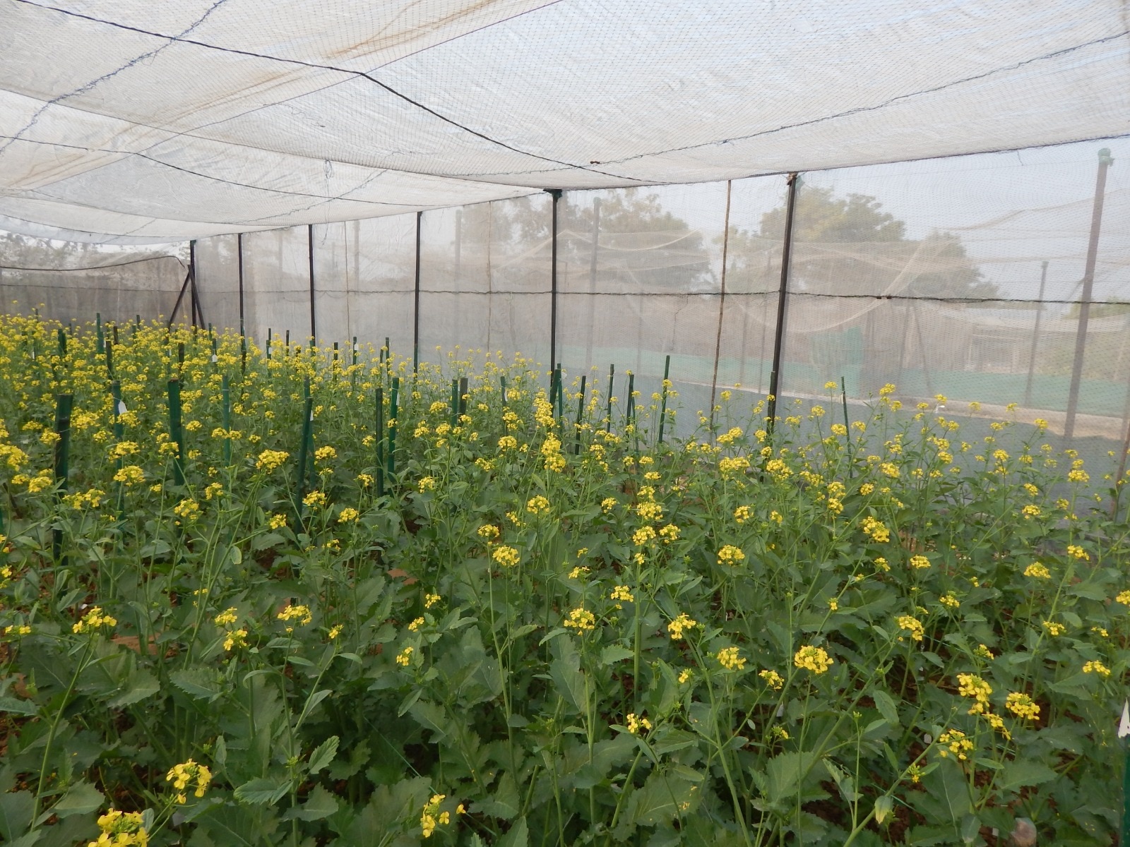 GE mustard: Less pungent, more useful