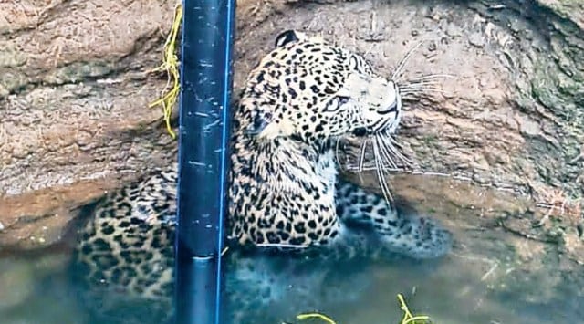 Gir (East) Wildlife Division, Leopard falls in Amreli well, Ahmedabad news, Gujarat news, India news, Indian express, Indian express India news, Indian express India