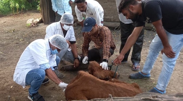 Surat Cattle deaths, lumpy skin disease, cow lumpy disease death, cow skin decease, lumpy skin disease in India, Sumul Dairy board member on deaths, indian express news