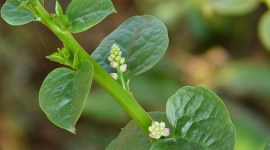 malabar spinach