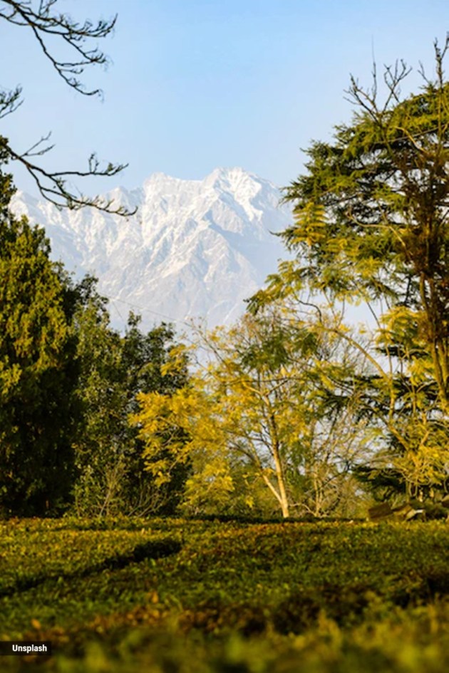 palampur
