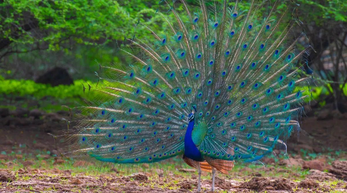 Birds Without Borders: Indian peafowl or peacock, the epitome of beauty is  a demanding partner | Ahmedabad News - The Indian Express