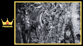 Tiger premium