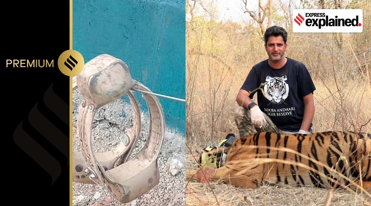 experts weigh in on the cheetah deaths in kuno national park