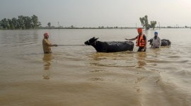 punjab pong dam