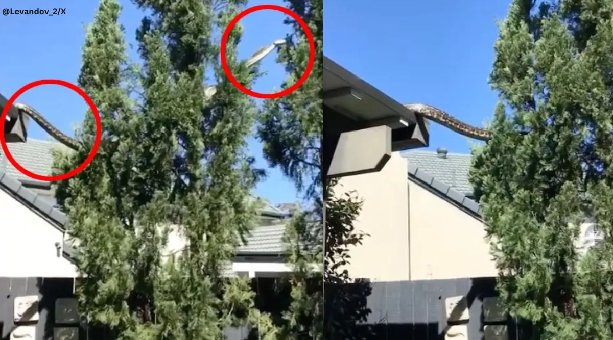 ‘Python Parkour’: Python seen climbing trees from house’s roof in ...