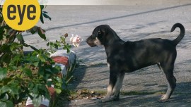 What is dicey and dangerous is when dogs form packs (like we form lynch mobs), harking back to their wolf days. This seems to be happening more frequently, both in urban and rural areas.