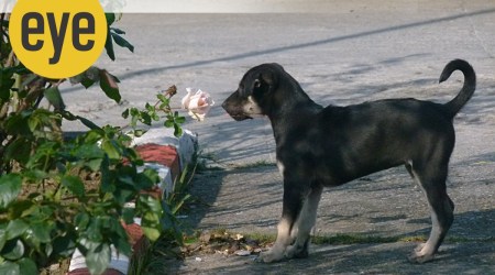 What is dicey and dangerous is when dogs form packs (like we form lynch mobs), harking back to their wolf days. This seems to be happening more frequently, both in urban and rural areas.