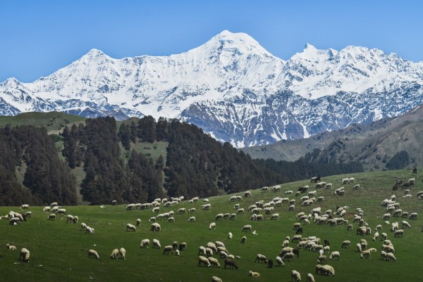 A flock of sheep grazing at Dayara Bugyal. Picture: Shutterstock