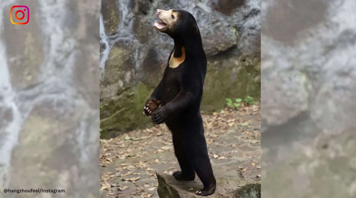 After a viral bear video, comes clarification from a Chinese zoo