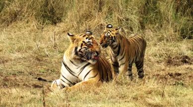 tiger