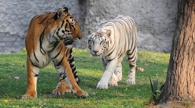 White tigress gives birth to two cubs along with four stillborn at ...