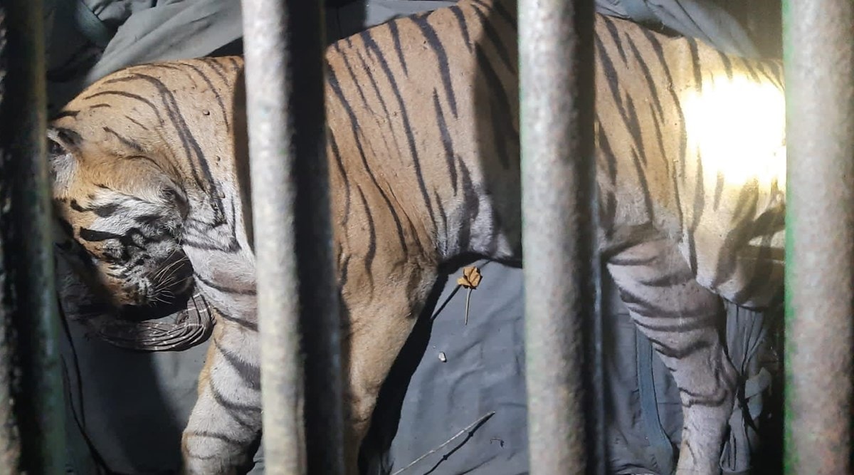 Tiger which killed livestock in TN’s Kanyakumari dist captured, shifted