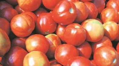 tomato prices