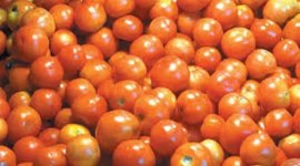 Tomatoes Raju Shetti Mumbai Maharashtra