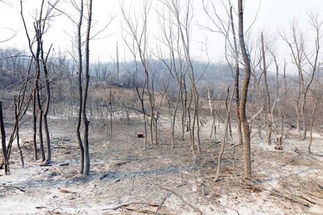 greece wildfires