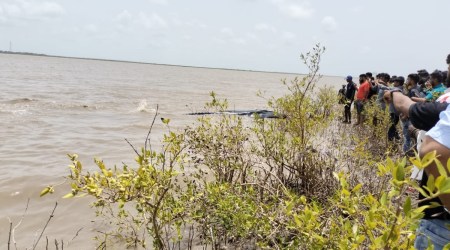 whale calf, surat news, sea shores, indian express