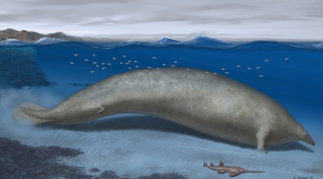 The heaviest animal ever may be this ancient whale found in the