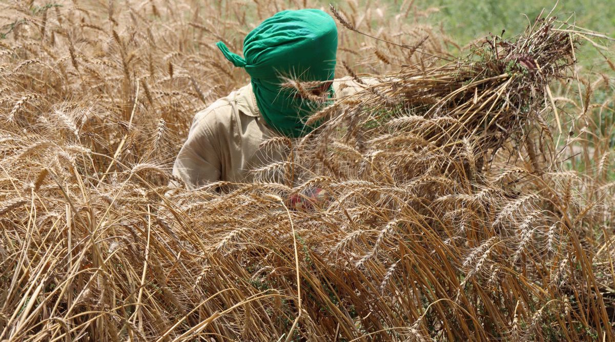 NGT forms joint committee to assess impact of sand mining on