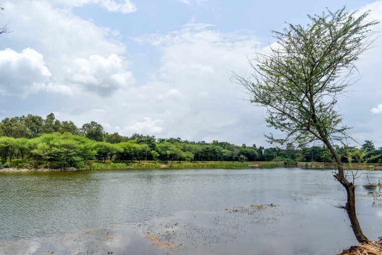 Lakes Of Bengaluru: Untreated Leachate Pollutes Sompura Lake In ...