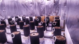 marijuana, marijuana seized, gujarat marijuana, marijuana seized, Ahmedabad news, Gujarat news, India news, Indian express, Indian express India news, Indian express India