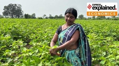 A woman cotton farmer tagging a plant in her field with PBKnot rope for controlling pink bollworm pest.