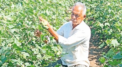 Rajkot, Saurashtra, groundnut growers of Saurashtra, Ahmedabad news, Gujarat news, India news, Indian express, Indian express India news, Indian express India