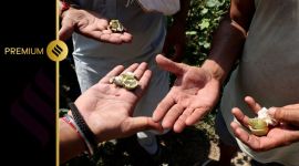 Farmers finding pink bollworm at a field in Rajasthan's Hanumangarh. A farmer in the area, Harvinder Singh, says he doesn't have enough yield for even one picking. (Express Photo: Prem Nath Pandey)