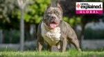 American Bully XL banned in the UK