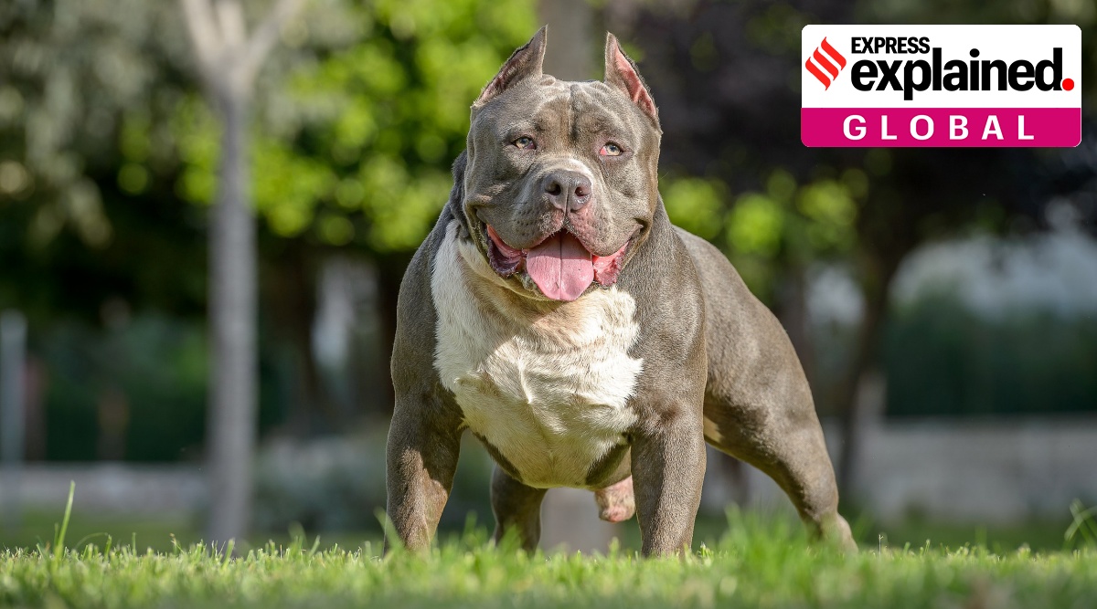 American Bully XL banned in the UK