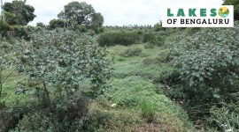 Bommanahalli Lake1 Bommanahalli Lake