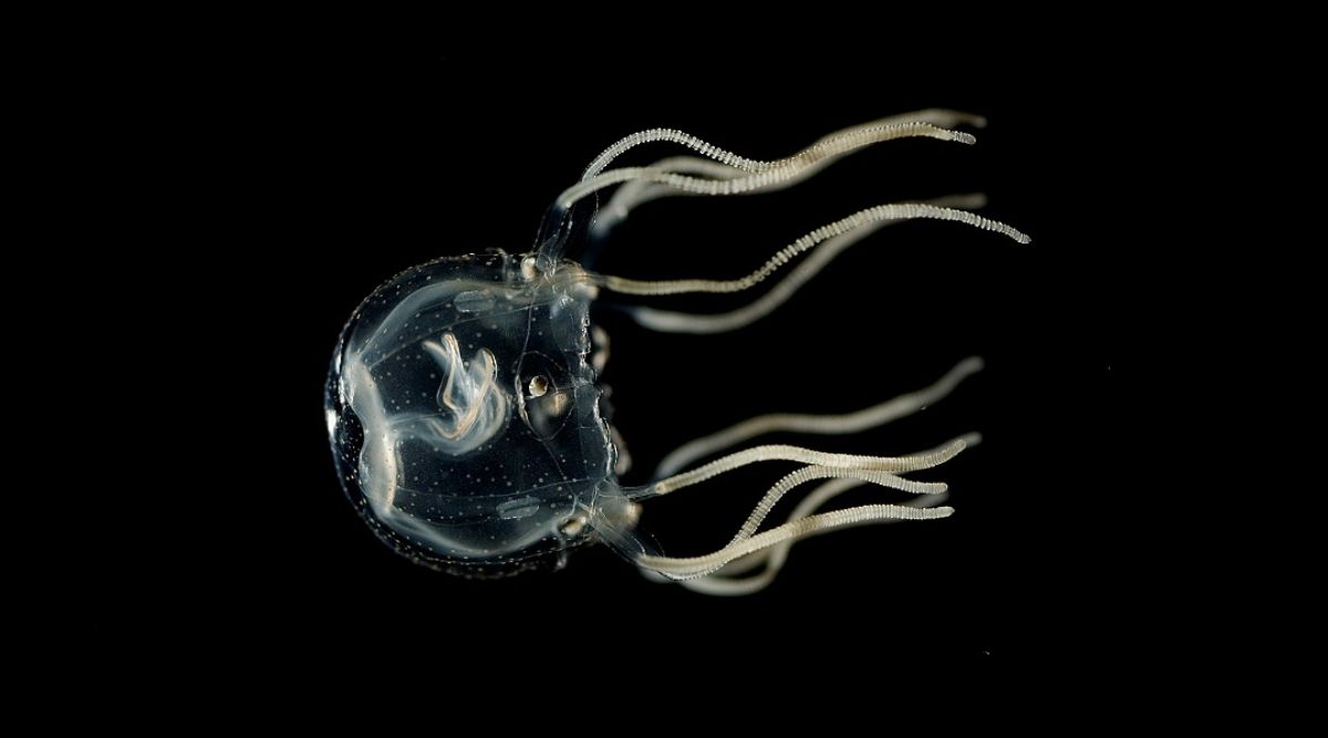 A Carribean box jellyfish is pictured here