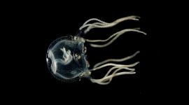A Carribean box jellyfish is pictured here