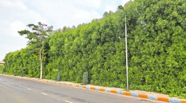 Ram Van, Gujarat turns over new leaf, invasive tree species, Ahmedabad news, Gujarat news, India news, Indian express, Indian express India news, Indian express India